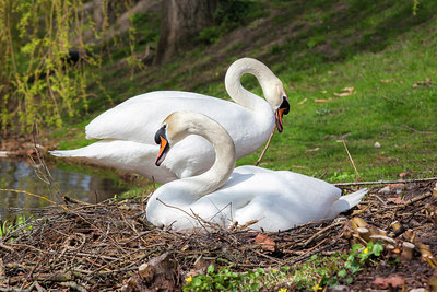 BUITEN BEELD Foto: 254206