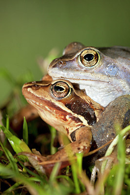 BUITEN BEELD Foto: 254237