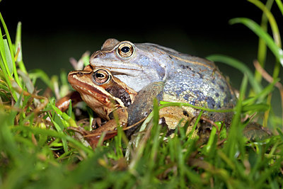 BUITEN BEELD Foto: 254261