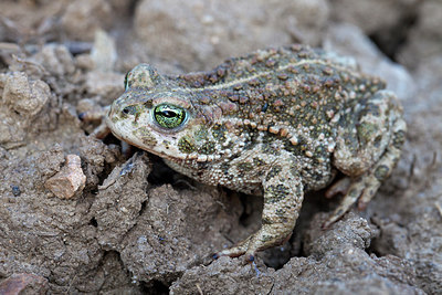 BUITEN BEELD Foto: 254267