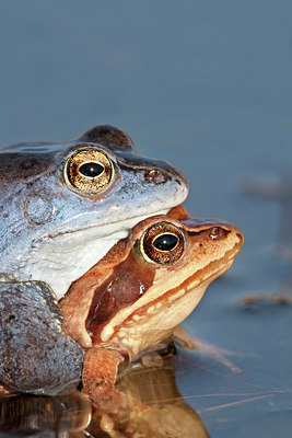 BUITEN BEELD Foto: 254279