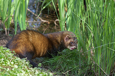 BUITEN BEELD Foto: 254292