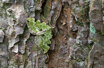 BUITEN BEELD Foto: 254315