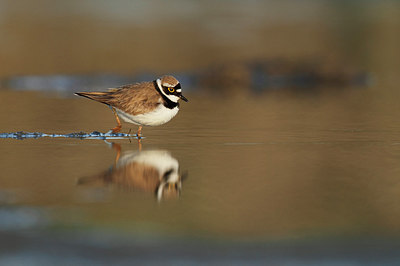 BUITEN BEELD Foto: 254326