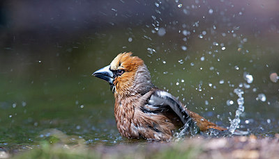 BUITEN BEELD Foto: 254328