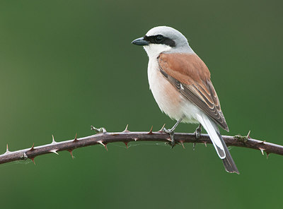 BUITEN BEELD Foto: 254331