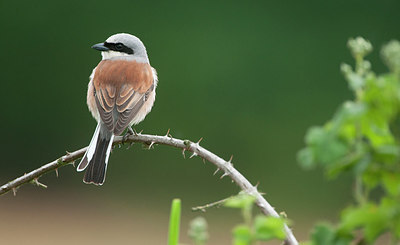 BUITEN BEELD Foto: 254333