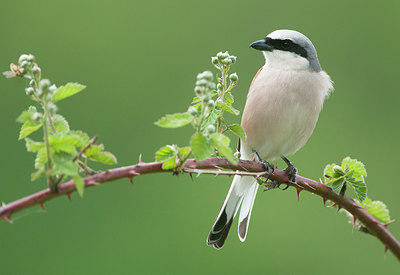 BUITEN BEELD Foto: 254334