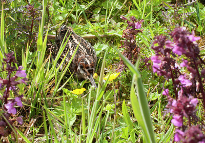 BUITEN BEELD Foto: 254335