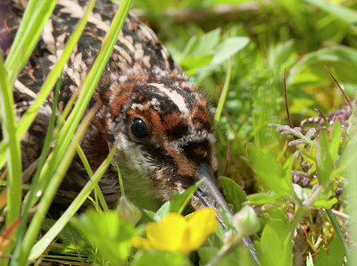 BUITEN BEELD Foto: 254337