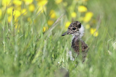 BUITEN BEELD Foto: 254340