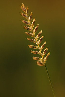 BUITEN BEELD Foto: 254364