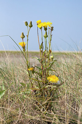 BUITEN BEELD Foto: 254384