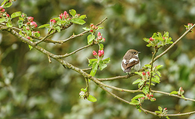 BUITEN BEELD Foto: 254395