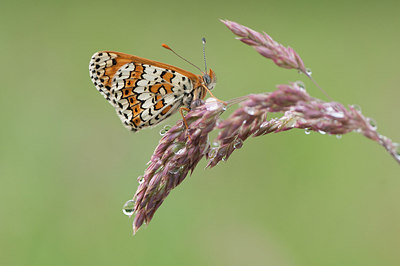 BUITEN BEELD Foto: 254406