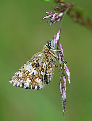 BUITEN BEELD Foto: 254410