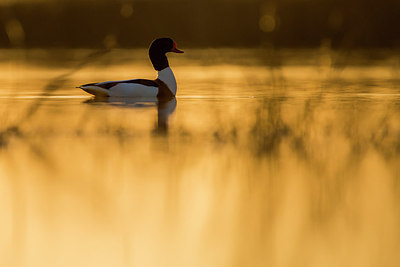 BUITEN BEELD Foto: 254413