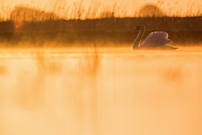 BUITEN BEELD Foto: 254418