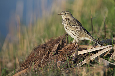 BUITEN BEELD Foto: 254421