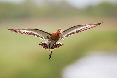 BUITEN BEELD Foto: 254438