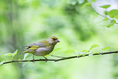 BUITEN BEELD Foto: 254447