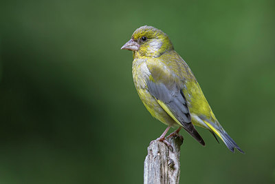 BUITEN BEELD Foto: 254448