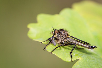 BUITEN BEELD Foto: 254460