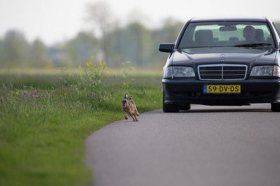 BUITEN BEELD Foto: 254471