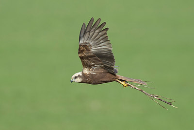 BUITEN BEELD Foto: 254560