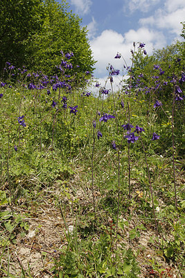 BUITEN BEELD Foto: 254688