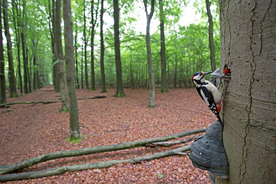 BUITEN BEELD Foto: 254708