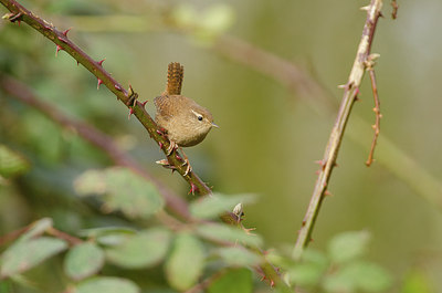 BUITEN BEELD Foto: 254777
