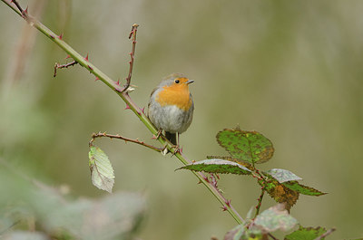 BUITEN BEELD Foto: 254778