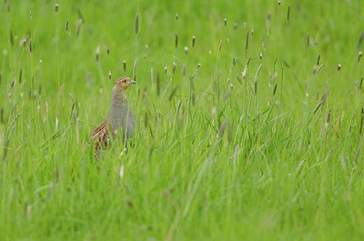 BUITEN BEELD Foto: 254784
