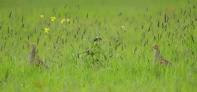 BUITEN BEELD Foto: 254785