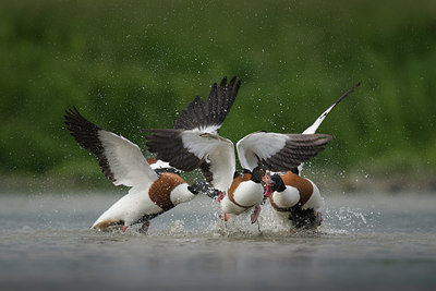 BUITEN BEELD Foto: 254786