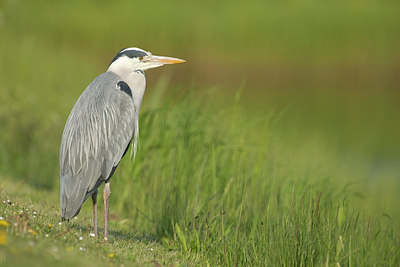BUITEN BEELD Foto: 254788