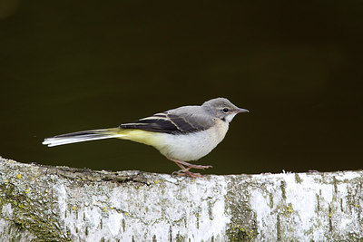 BUITEN BEELD Foto: 254791