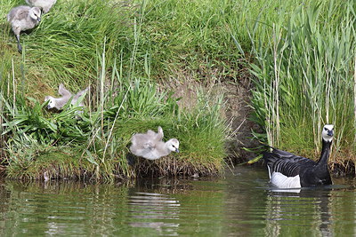 BUITEN BEELD Foto: 254831