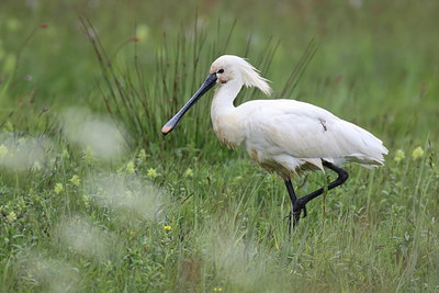 BUITEN BEELD Foto: 254836