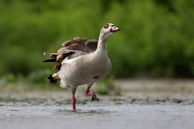 BUITEN BEELD Foto: 254900