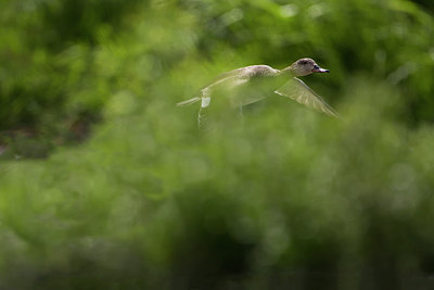 BUITEN BEELD Foto: 254901