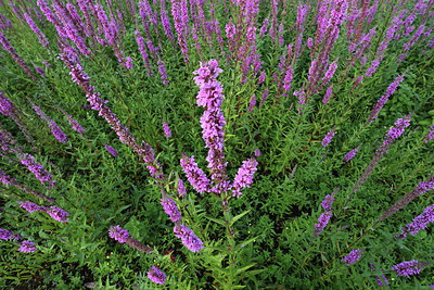 BUITEN BEELD Foto: 254958