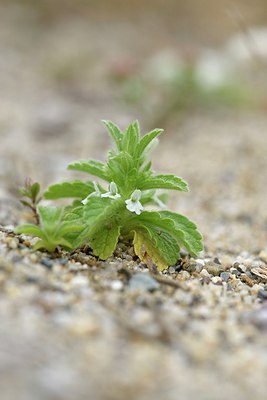 BUITEN BEELD Foto: 254969