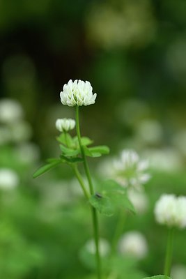 BUITEN BEELD Foto: 254981
