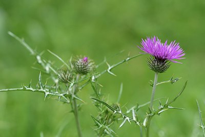BUITEN BEELD Foto: 255016