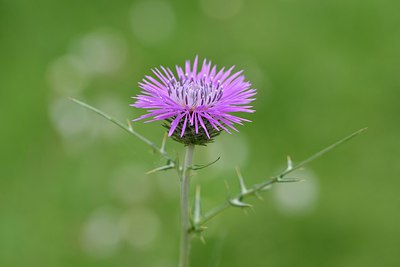 BUITEN BEELD Foto: 255017