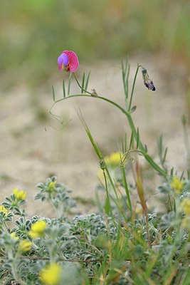 BUITEN BEELD Foto: 255038