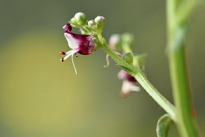 BUITEN BEELD Foto: 255048