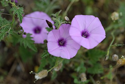 BUITEN BEELD Foto: 255070